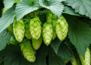 فوائد-الجنجل-التشافي-بالغذاء-hops-benefits-1